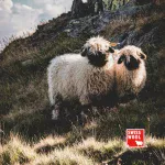 Woopies - SWISSWOOL