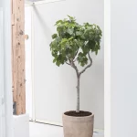 IN-YOUR-ROOM-AKUART
