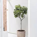 IN-YOUR-ROOM-AKUART